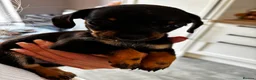 Chiweenie dogs for sale: 4 Gorgeous Chiwennie puppies - Advert 14