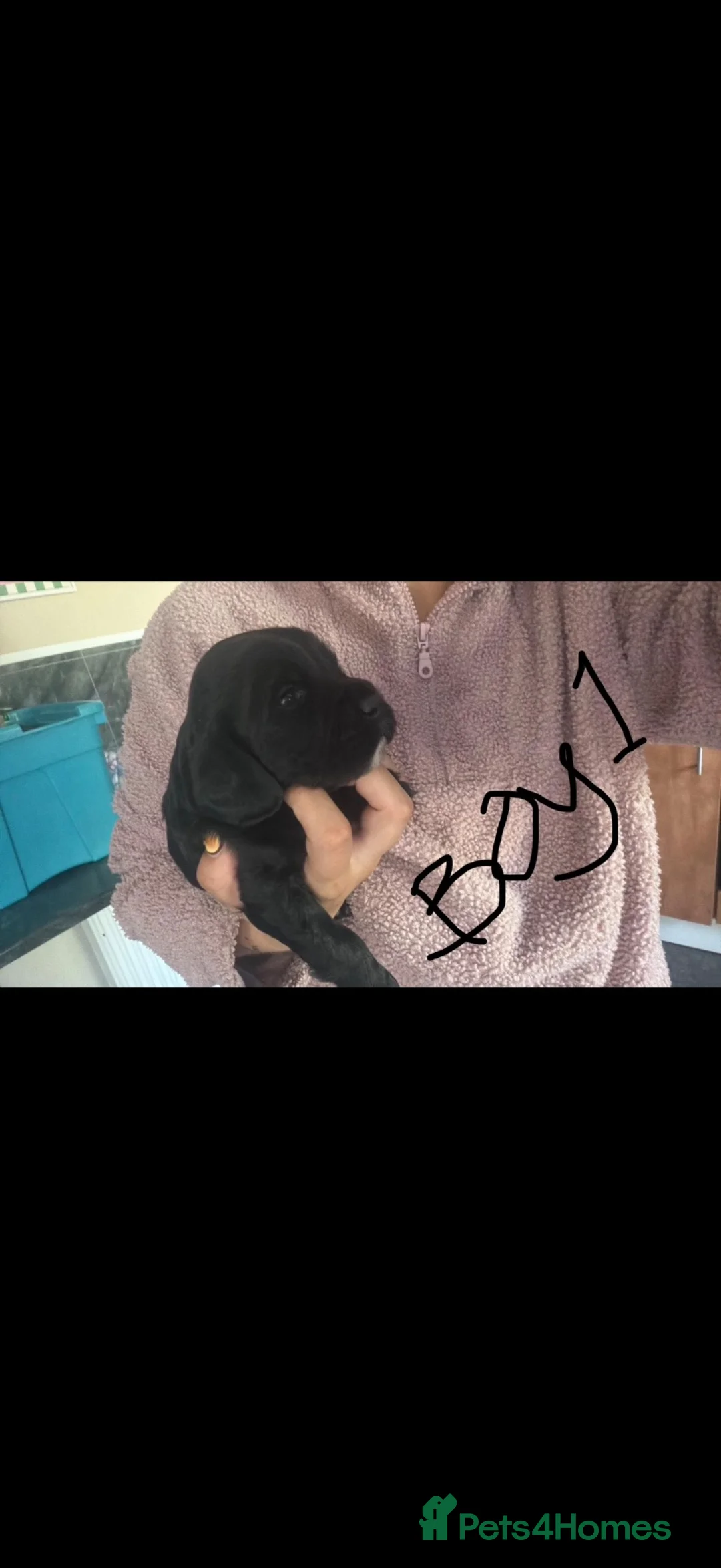 Sprocker dogs for sale: Gorgeous litter of sprockers  - Advert 2