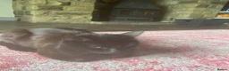 Mixed Breed cats for sale: Beautiful loving kittens - Advert 5