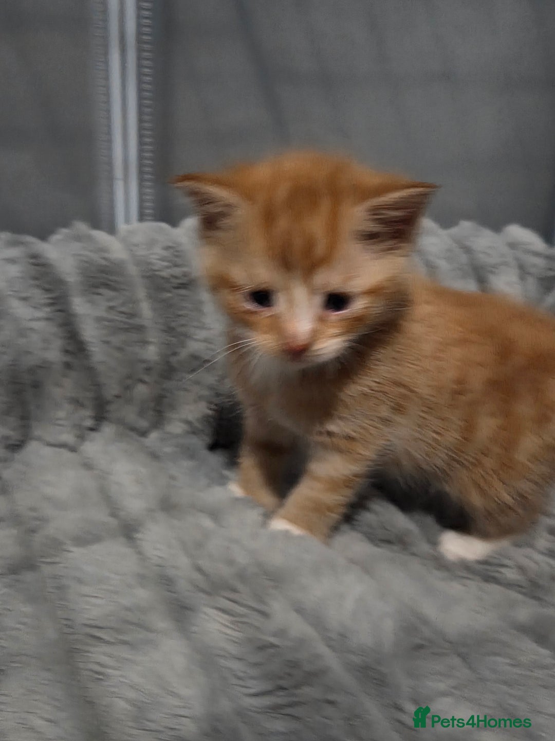 Mixed Breed cats for sale: 3 Gorgeous Male Kittens Looking for Forever Homes - Advert 13