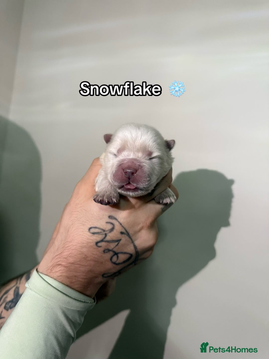 Chow Chow dogs for sale: 🍬Beautiful chow litter kc registered 🍬 - Advert 6