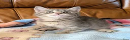 Bengal cats for sale: Adorable friendly Bengal kittens ready now!! - Advert 6