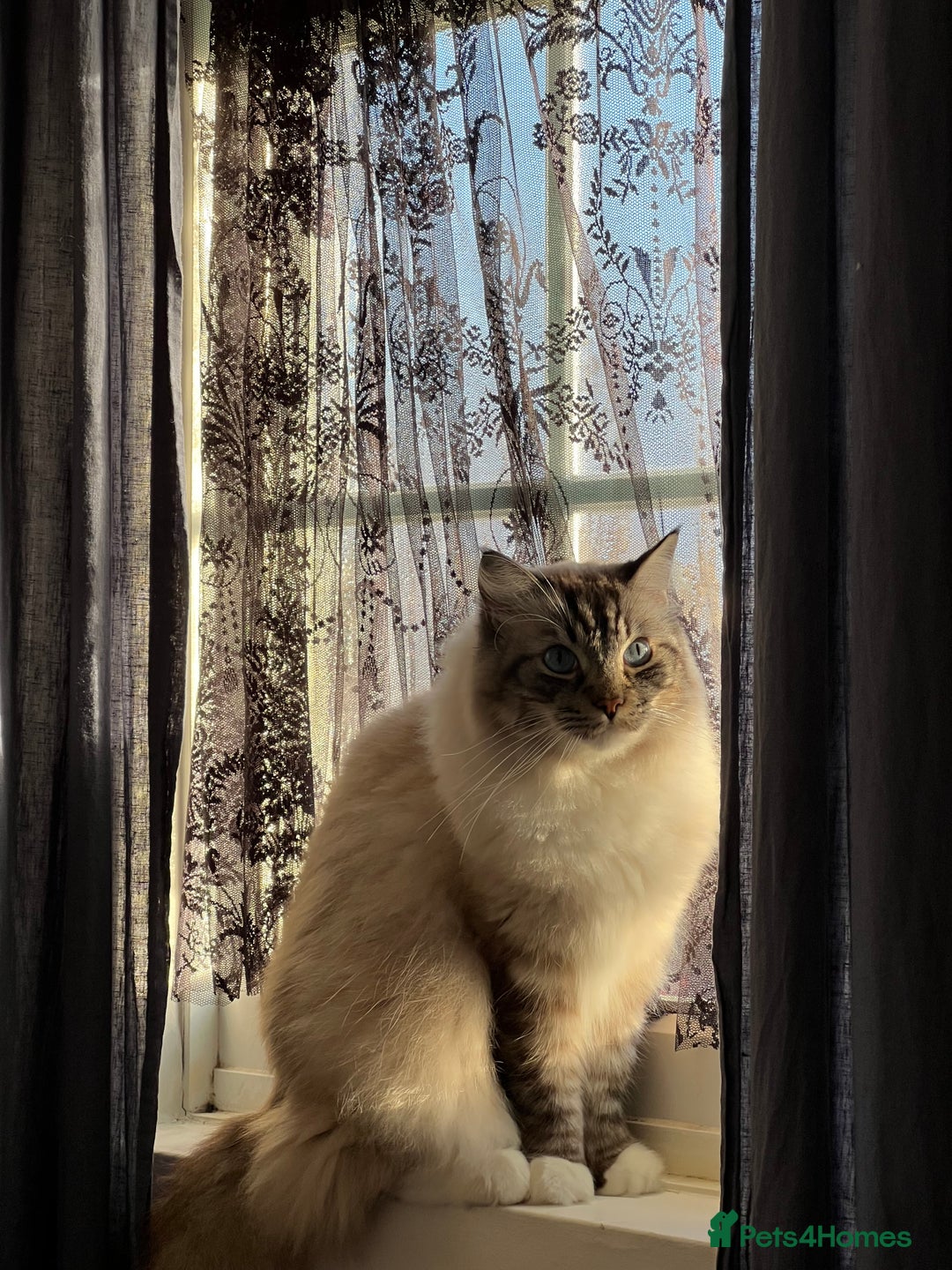 Ragdoll cats for sale: Male 6 year old Tabby Lynx Ragdoll cat - Image 3