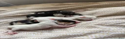 Mixed Breed cats for sale: 4 healthy kittens ready in the next upcoming weeks - Advert 23