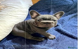 French Bulldog dogs for sale: French Bulldog 4 Boys and 3 girls  - Image 16
