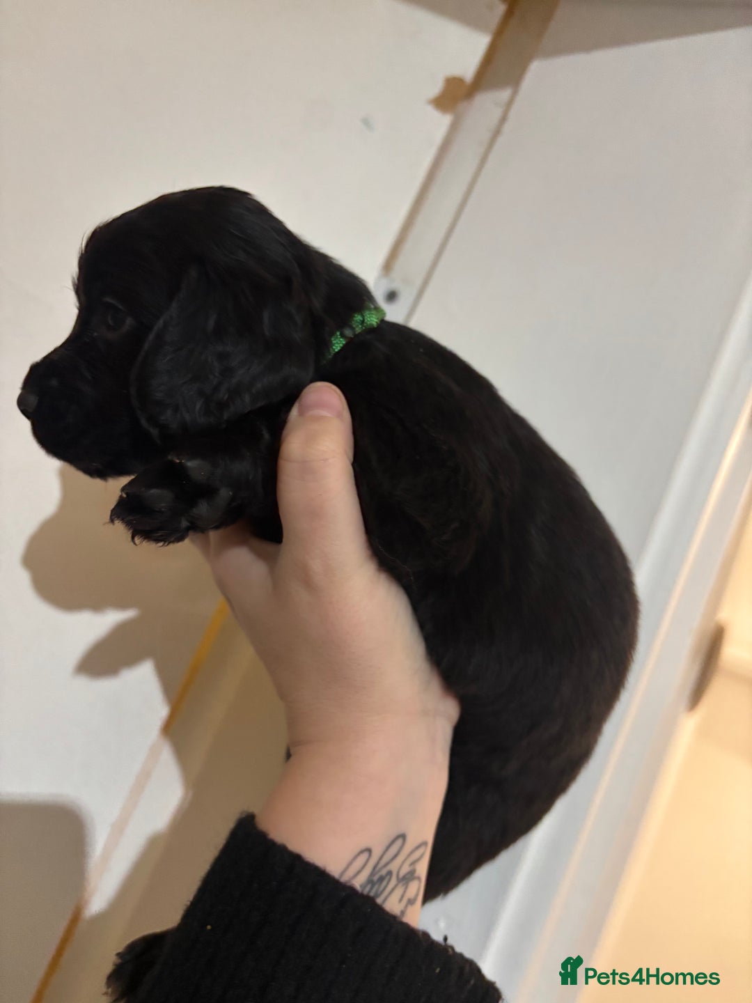 Cocker Spaniel dogs for sale: 🐶Beautiful Cocker spaniel puppies 🐶  - Advert 9