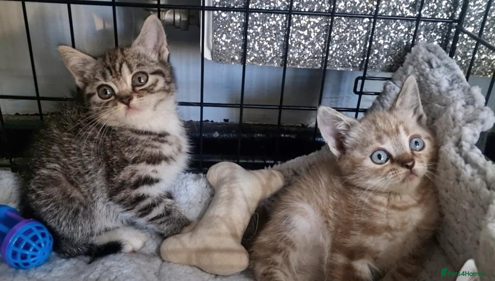 British Shorthair cats 3/4 British Short Haired 1/4 Bengal Babies - Advert 1