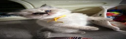 Ragdoll cats for sale: Seal Tabby colourpoint  - Advert 6