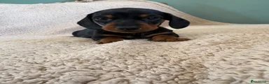 Miniature Dachshund 7