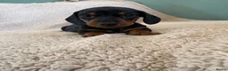Miniature Dachshund dogs for sale: Mini dachshunds in Evesham - Advert 9
