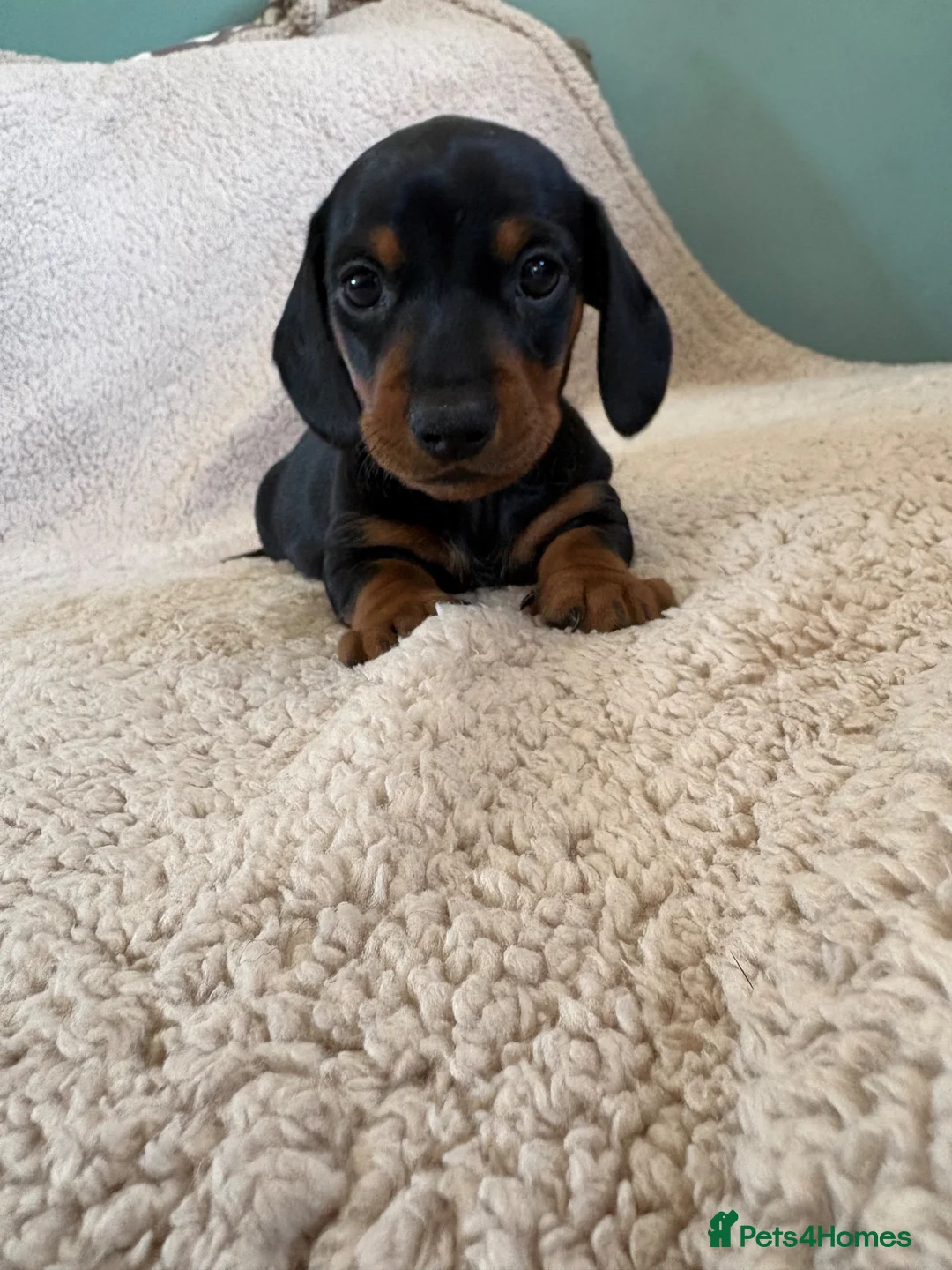 Miniature Dachshund dogs for sale: Mini dachshunds in Evesham - Advert 9