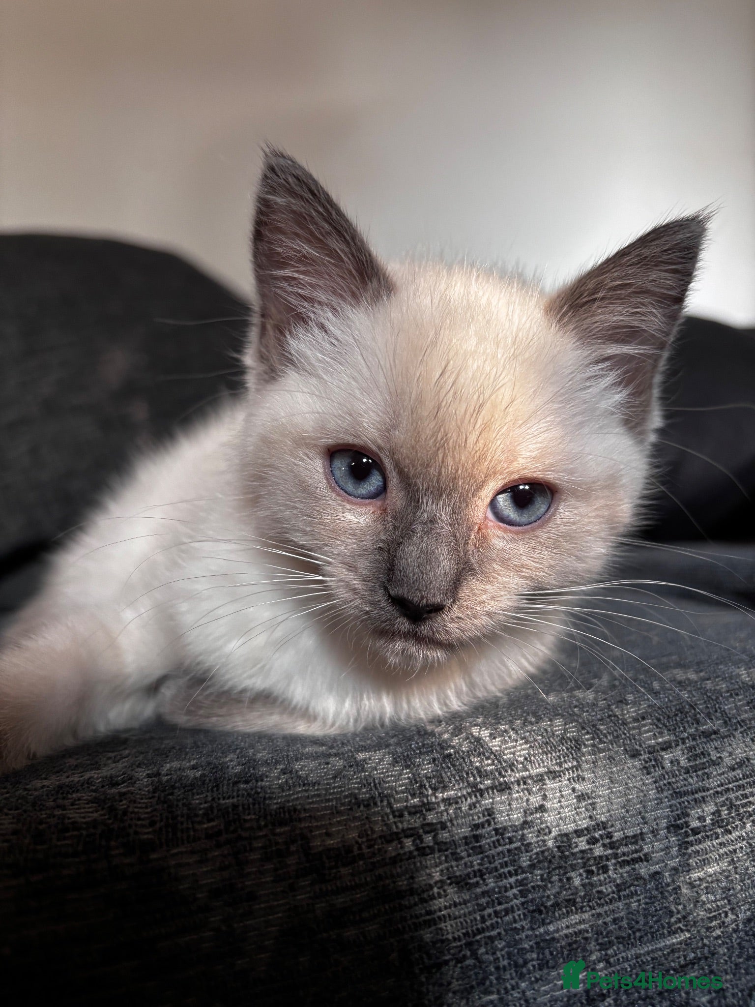 Mixed Breed cats READY NOW! RagdollxRussian blue kittens for sale - Advert 17