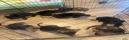 Mixed Breed dogs for sale: Puppies German Shepherd x Saluko x Dutch Harder - Advert 25