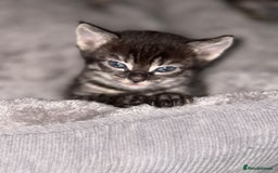 Bengal cats for sale: Russian Blue Bengal Kittens - Image 20