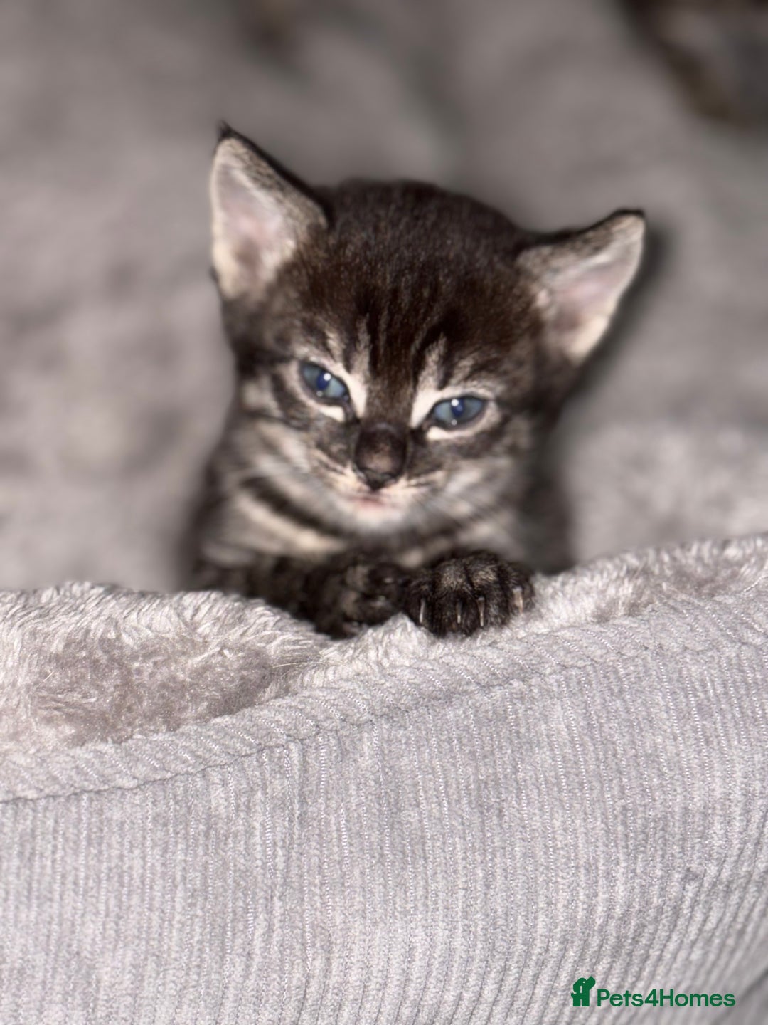 Bengal cats for sale: Russian Blue Bengal Kittens - Image 20