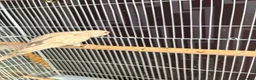 Budgerigars birds for sale: Dun fallow spilt bf budgies  - Advert 3