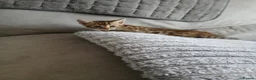 Bengal cats for sale: Pure bengal boy - Advert 6