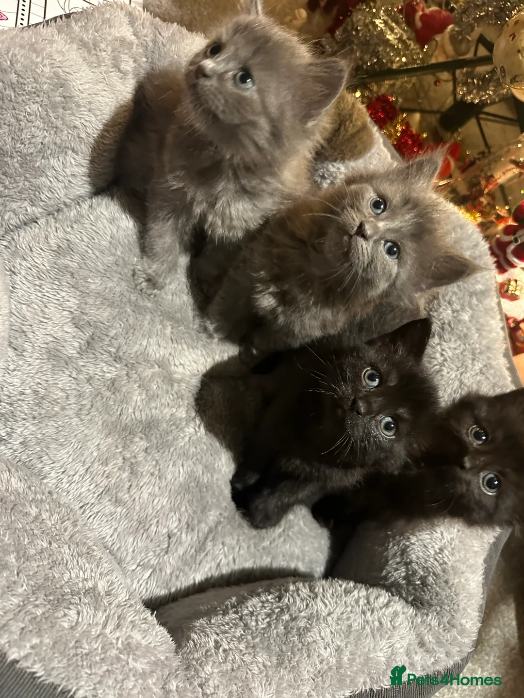 Scottish Fold cats for sale: 4 kittens 2 black and 2 grey Scottish fold kittens - Advert 7