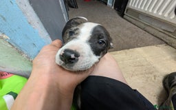 Mixed Breed dogs for sale: Three pups for sale  - Image 9