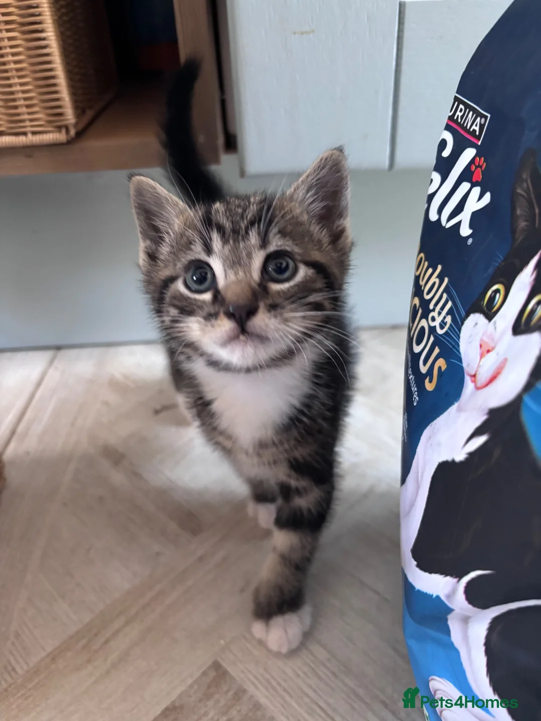 Mixed Breed cats for sale: 4 playful boy kittens looking for forever homes  - Advert 10