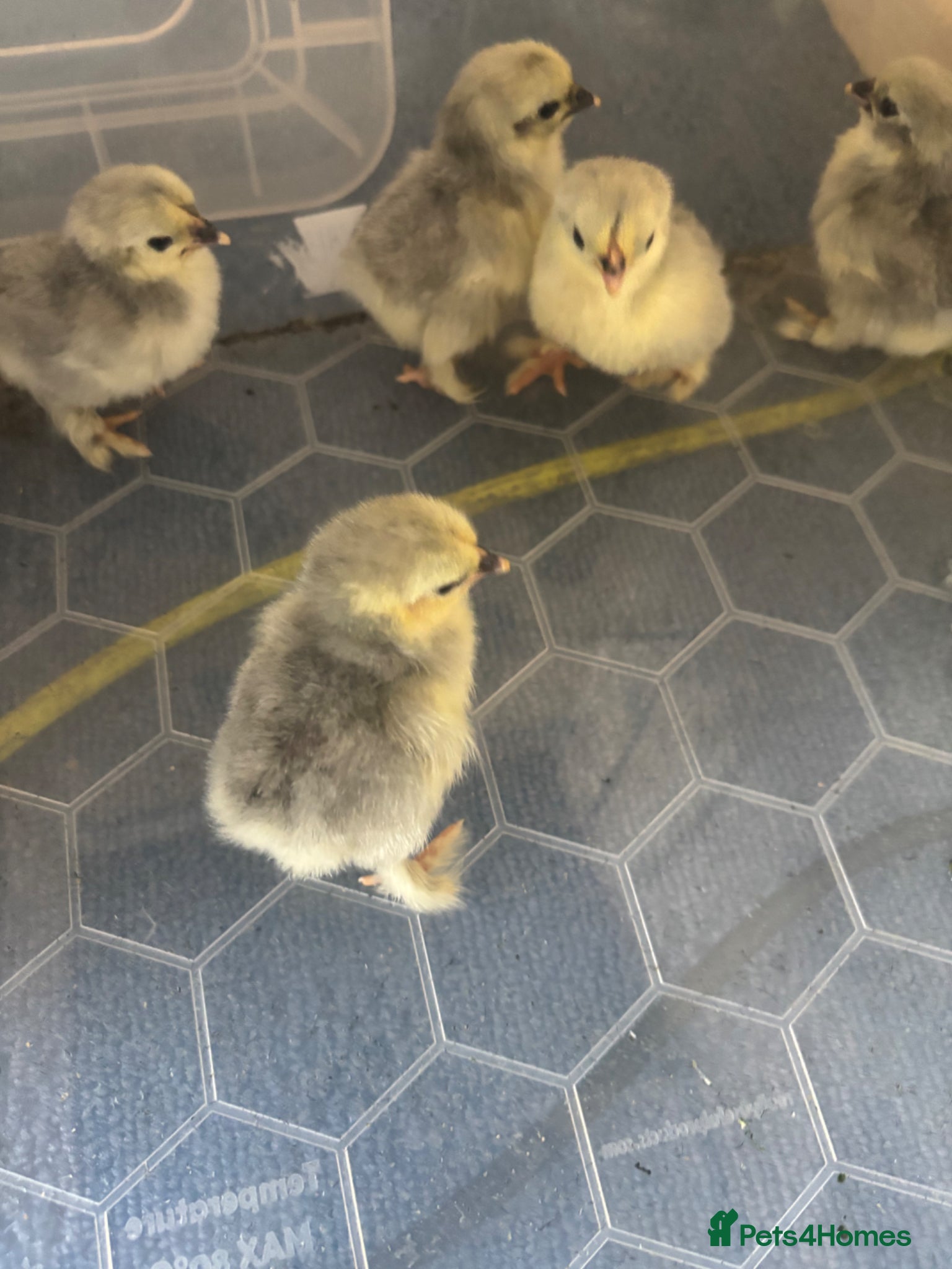 Chickens poultry Lavender Pekin bantam chicks - Advert 3