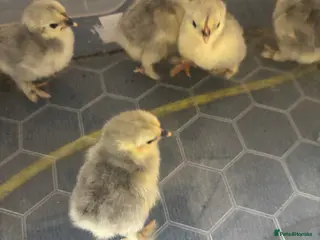 Chickens poultry Lavender Pekin bantam chicks - Advert 3