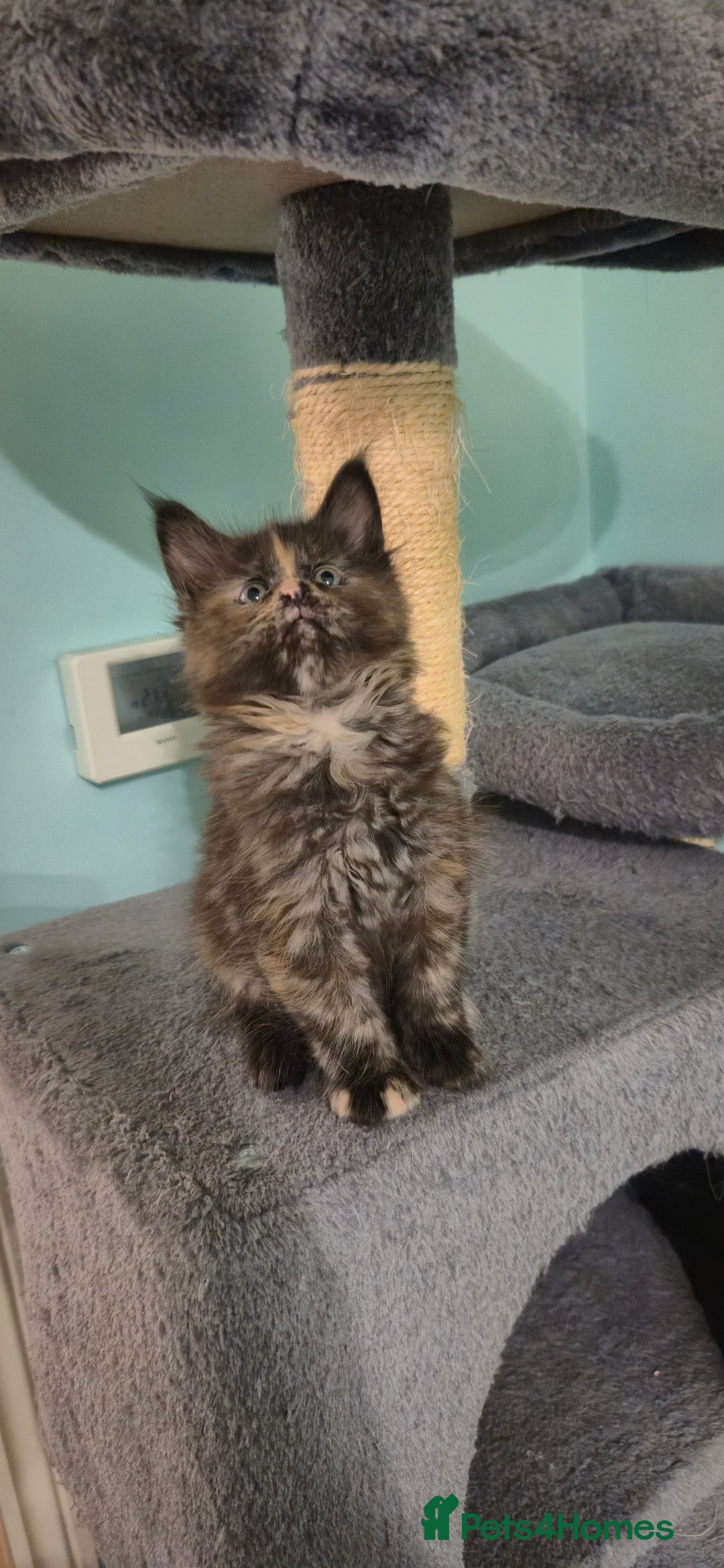 Maine Coon cats for sale: XXL Maine Coon kittens - Image 10
