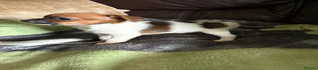 Jack Russell Puppy 3