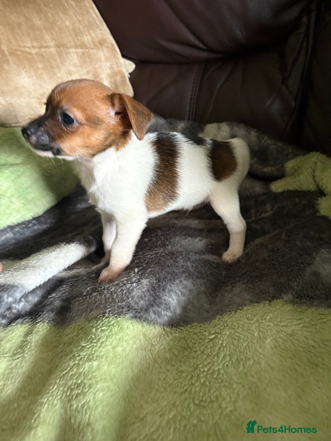 Jack Russell dogs for sale: Jack Russell puppies  - Image 7