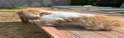 Mini Lop rabbits for sale: Beautiful friendly male mini lop - pet or breeding - Advert 2