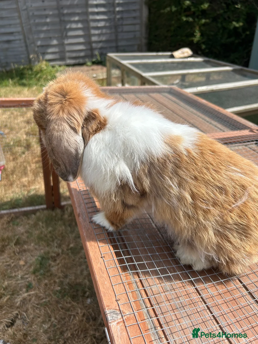 Mini Lop rabbits for sale: Beautiful friendly male mini lop - pet or breeding - Advert 2