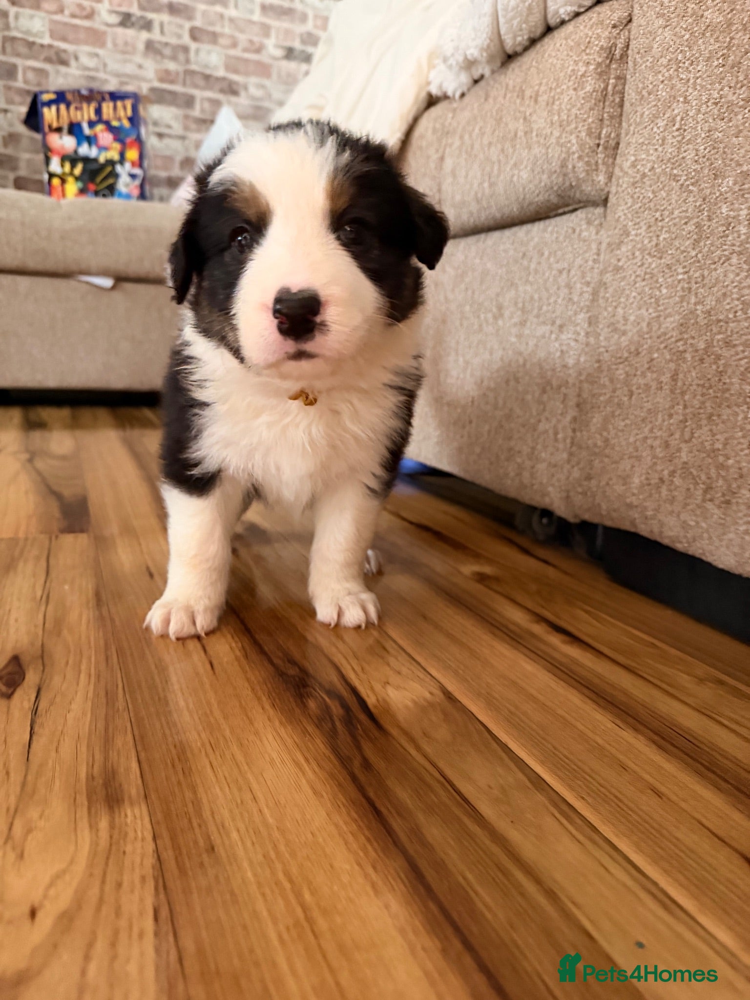 Border Collie dogs Stunning Show line puppies,various colours  - Advert 1