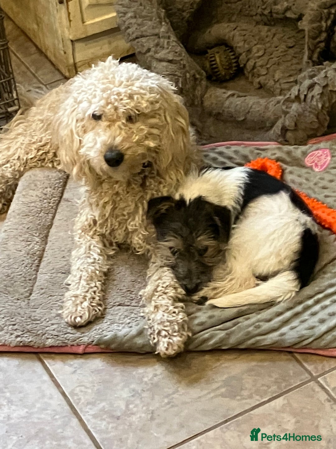 Miniature Poodle dogs for sale: MINIATURE POODLE  neutered male 4yrs old - Advert 5
