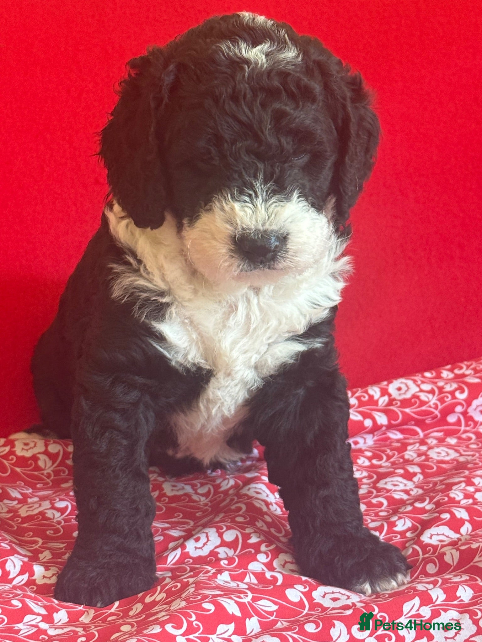 Bernedoodle dogs Beautiful Bernidoodles - Advert 2