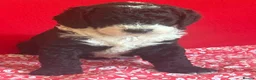 Bernedoodle dogs for sale: Beautiful Bernidoodles - Advert 8