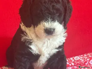 Bernedoodle dogs Beautiful Bernidoodles - Advert 2