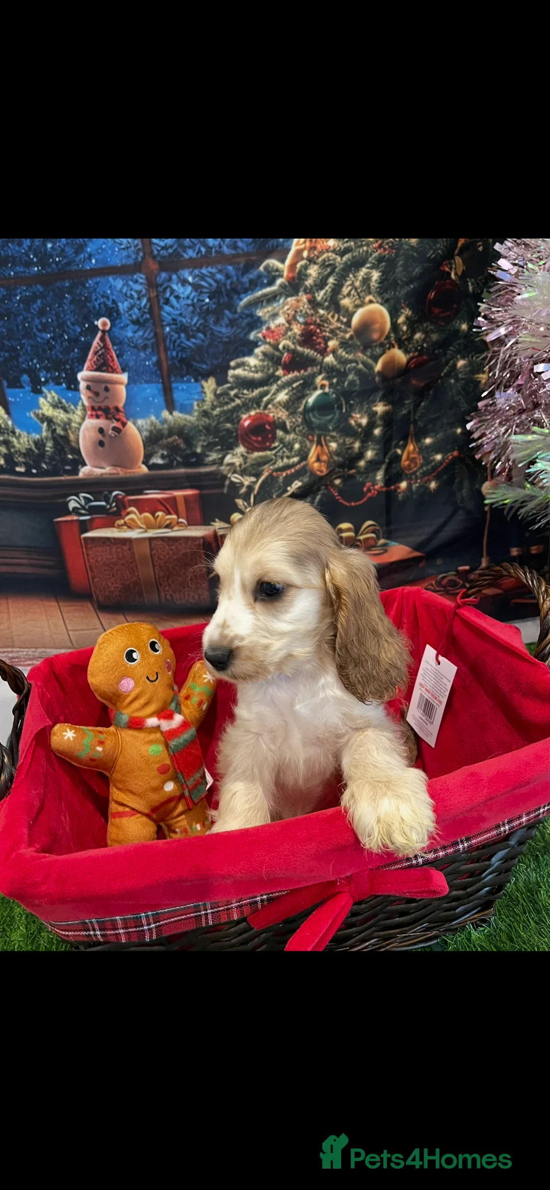 Cocker Spaniel dogs for sale: Quality litter of Show Type Cocker Spainels  - Advert 5