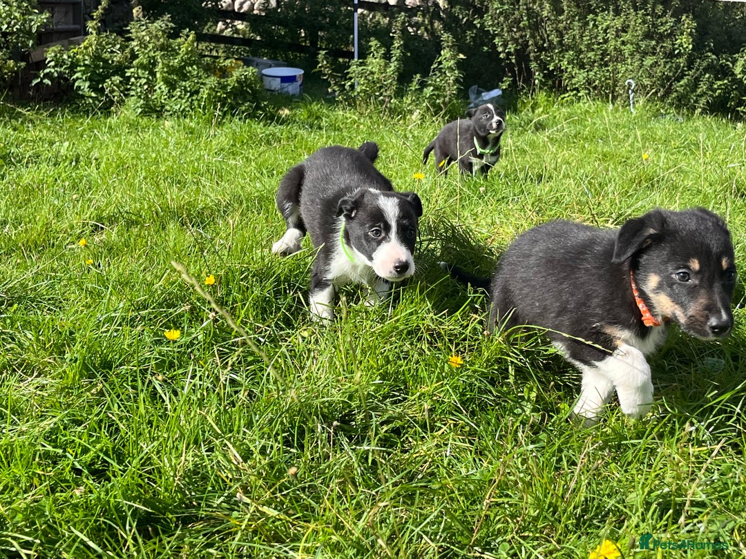 Border Collie dogs for sale: 4 border collie males looking for forever homes  - Image 31
