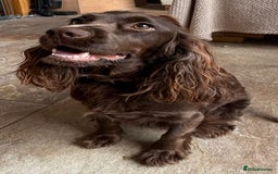 Cocker Spaniel dogs for sale: Cocker Spanial Puppies - Image 2