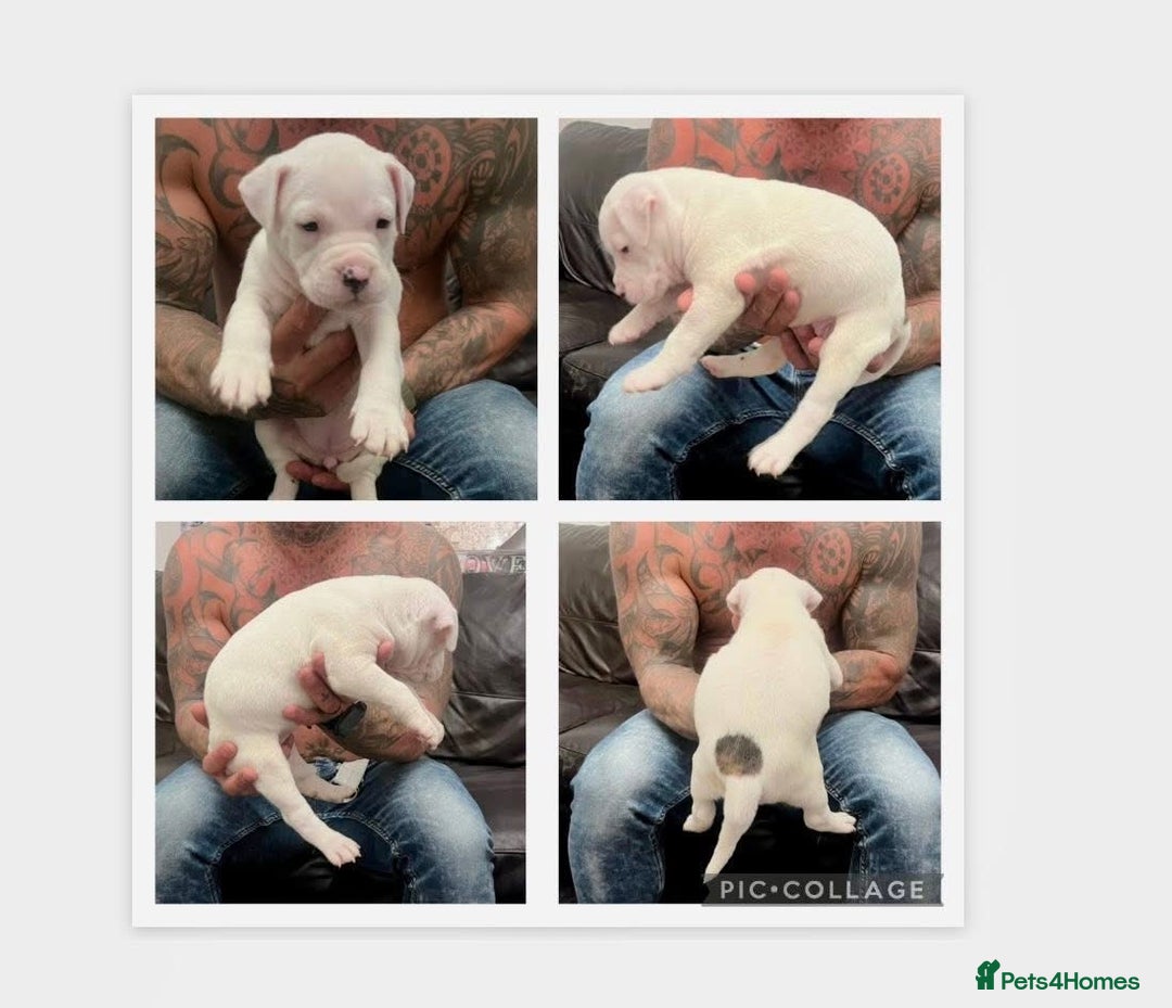 American Bulldog dogs for sale: Ready in 2 weeksbeautiful American bulldog puppies - Image 2