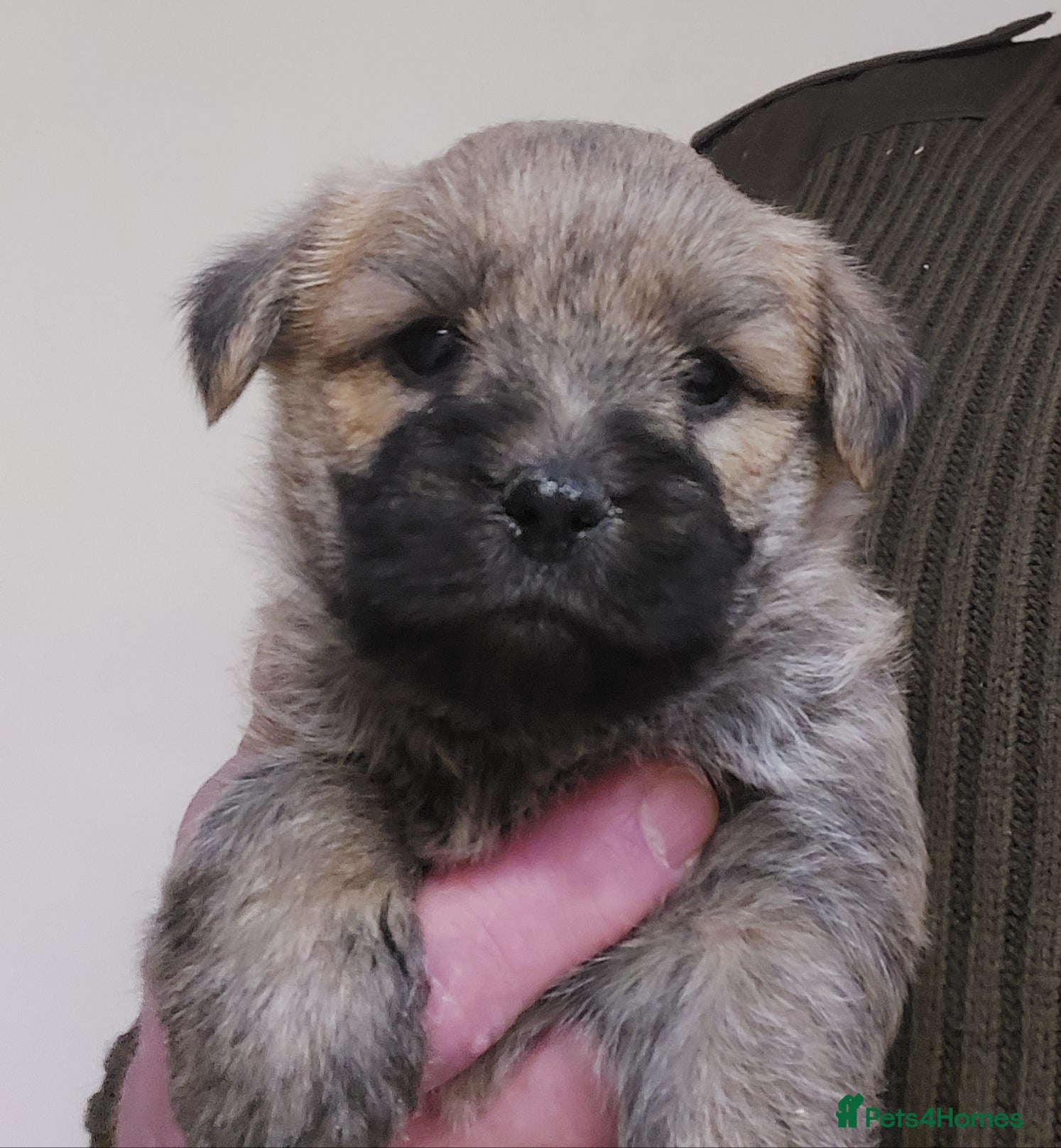 Cairn Terrier dogs Cairn Terrier Pups  - Advert 3