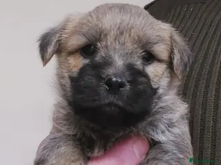 Cairn Terrier dogs Cairn Terrier Pups - Advert 3
