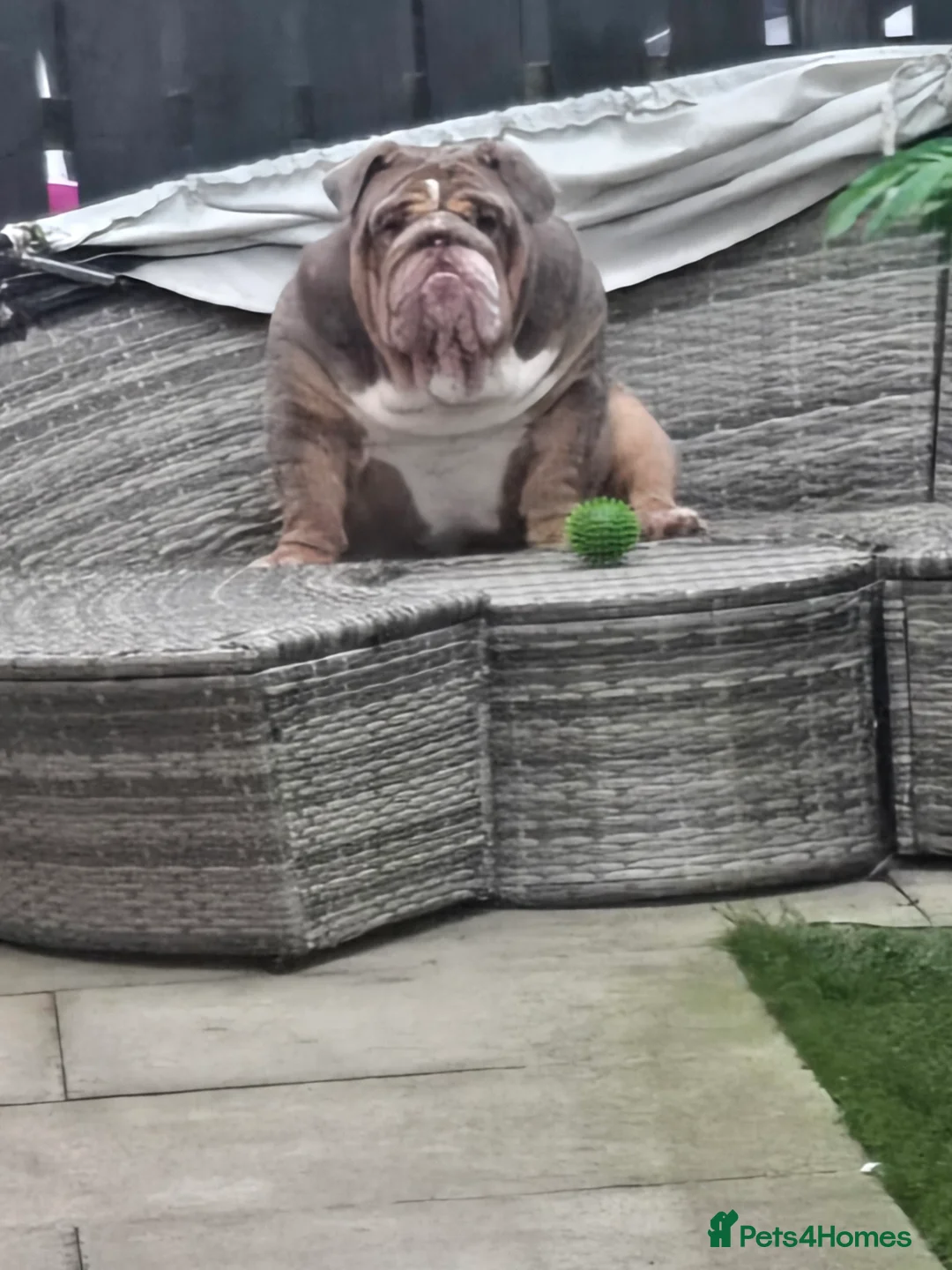 English Bulldog dogs for sale: Lilic tri bulldog  - Advert 8