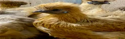 Chickens poultry for sale: Silkie  - Advert 12