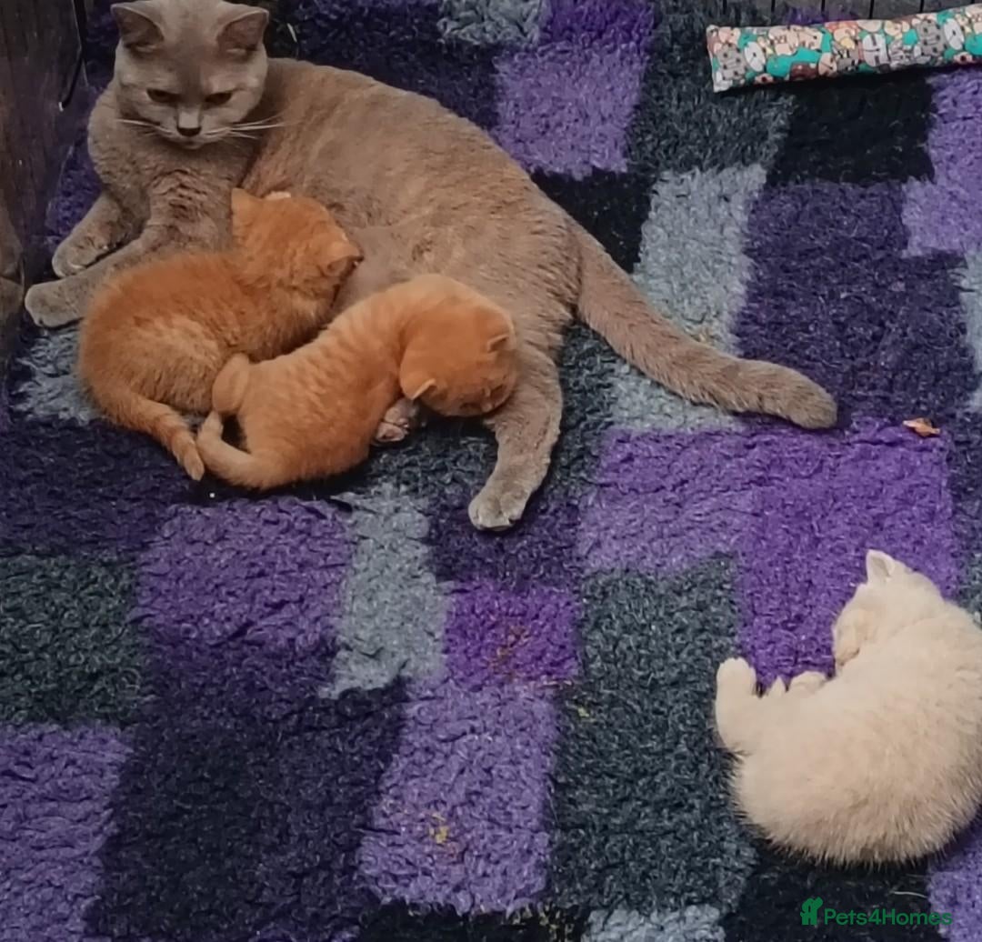 British Shorthair cats for sale: *TICA Reg'd Kittens*Health Tested Parents* - Advert 3