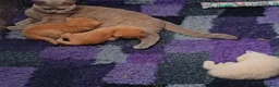British Shorthair cats for sale: *TICA Cream&Ginger Kittens*Health Tested Parents* - Advert 2