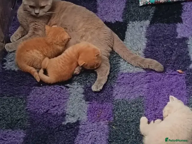 British Shorthair cats for sale: *TICA Reg'd Kittens*Health Tested Parents* - Advert 3