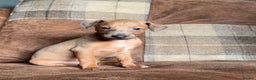 Italian Greyhound dogs for stud: Proven Italian Greyhound KC Registered Stud in York - Advert 6