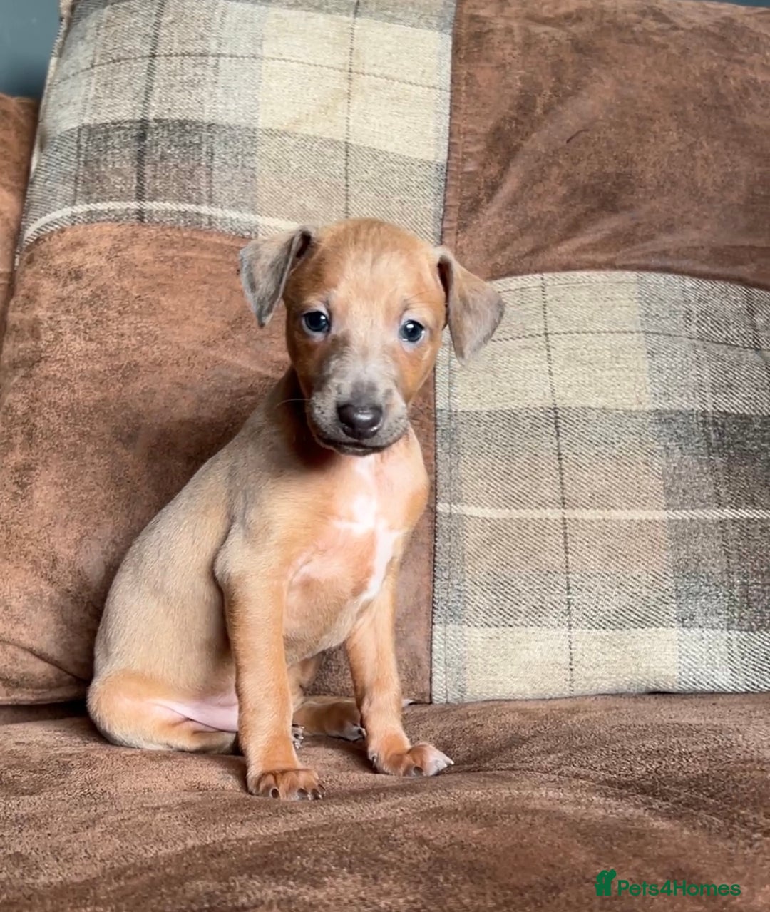 Italian Greyhound dogs for stud: Proven Italian Greyhound KC Registered Stud in York - Advert 6
