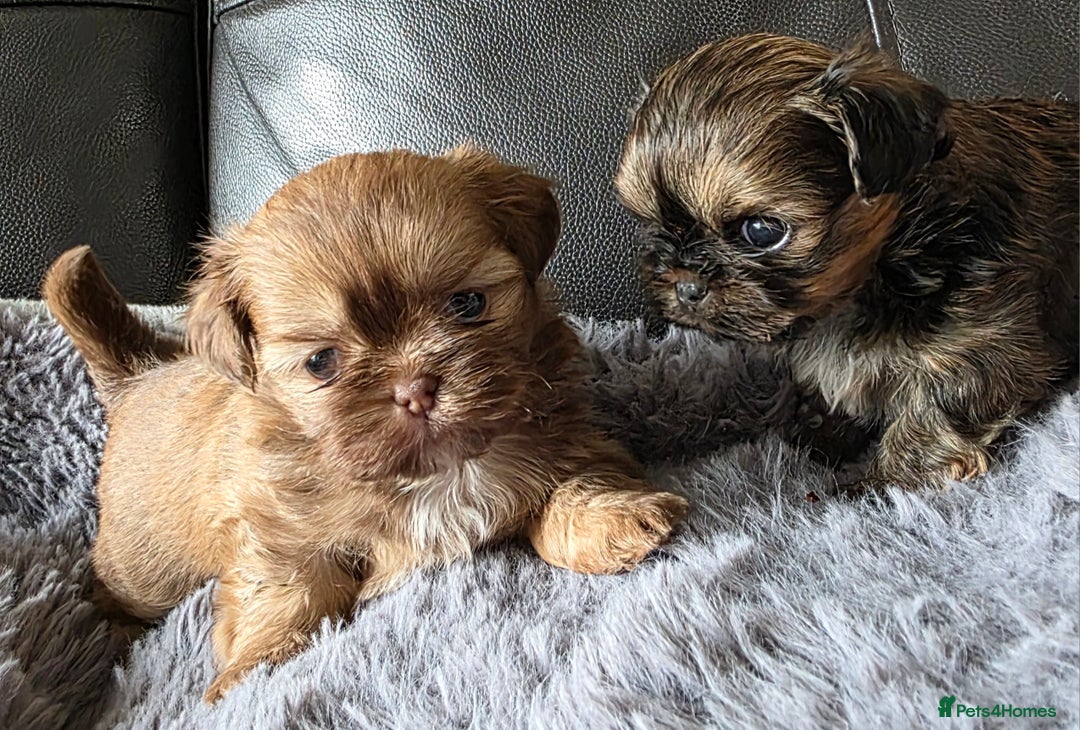 Shih Tzu dogs for sale: Stunning Rare Brindle Imperial Shih Tzu puppies - Image 15
